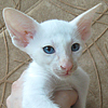 From our friends in cattery Oriwendell Cats from the city of Samara now have kittens is available!