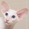 The section of a website KITTENS is updated. New photos a available kittens are added.