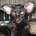 Elite Black Elf ORIWENDELL CATS 1.0 OSH n